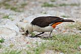 White-headed Buffalo-Weaverborder=